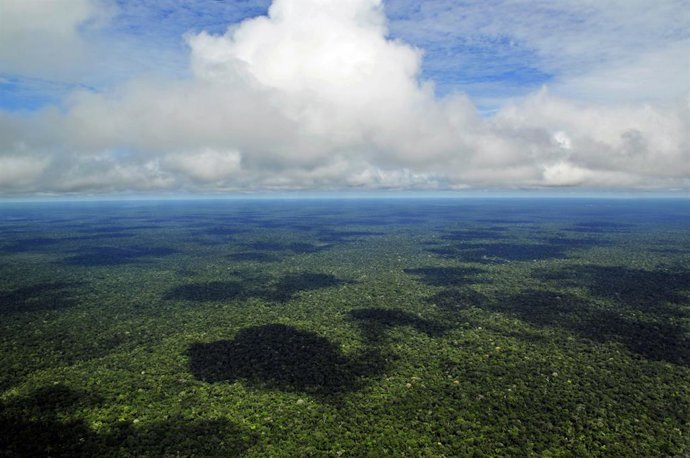 Brasil.- Descienden un 34% las multas por infracciones medioambientales bajo el 