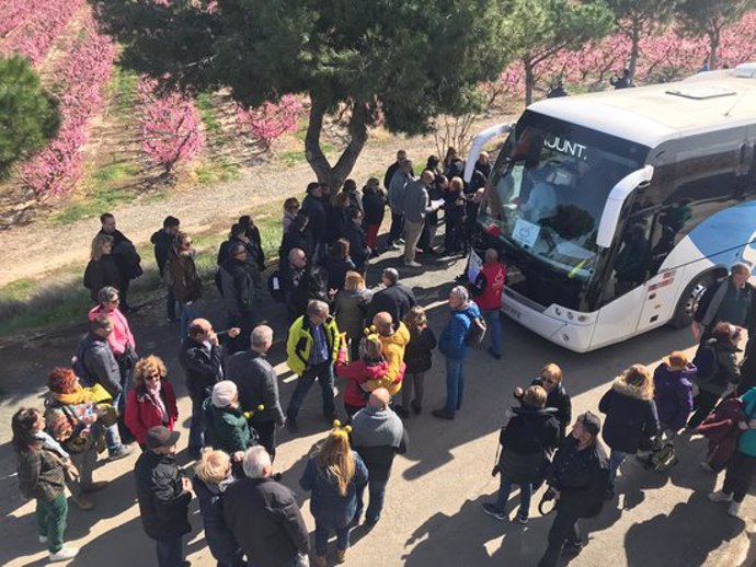 Pla obert on es poden veure persones al costat d'un autocar en les visites a la floració dels fruiters a Aitona, el cap de setmana del 7 i 8 de mar de 2020. (Horitzontal)