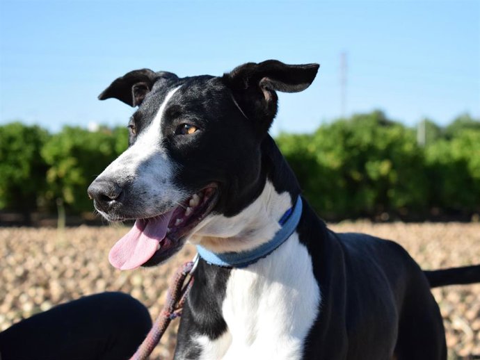 Perro en adopción en el Centro Municipal de Benimmet