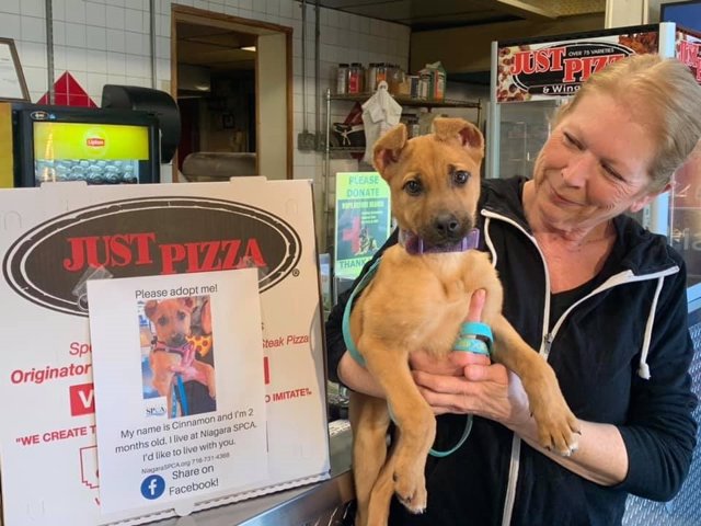 Fotos de perros en cajas de pizza, la iniciativa de una pizzería para ayudar a dar visibilidad a los perros de un refugio local