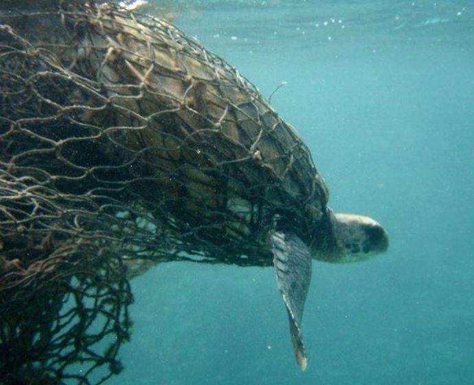 Las tortugas marinas confunden el olor del plástico con el alimento