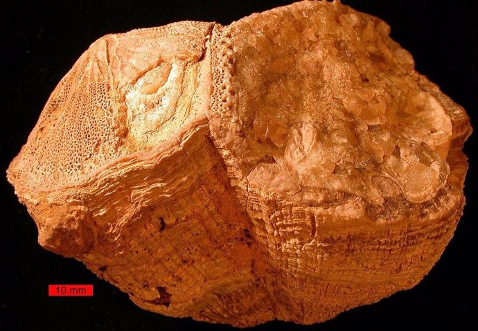 Moluscos fósiles revelan años de 372 días durante el Cretácico