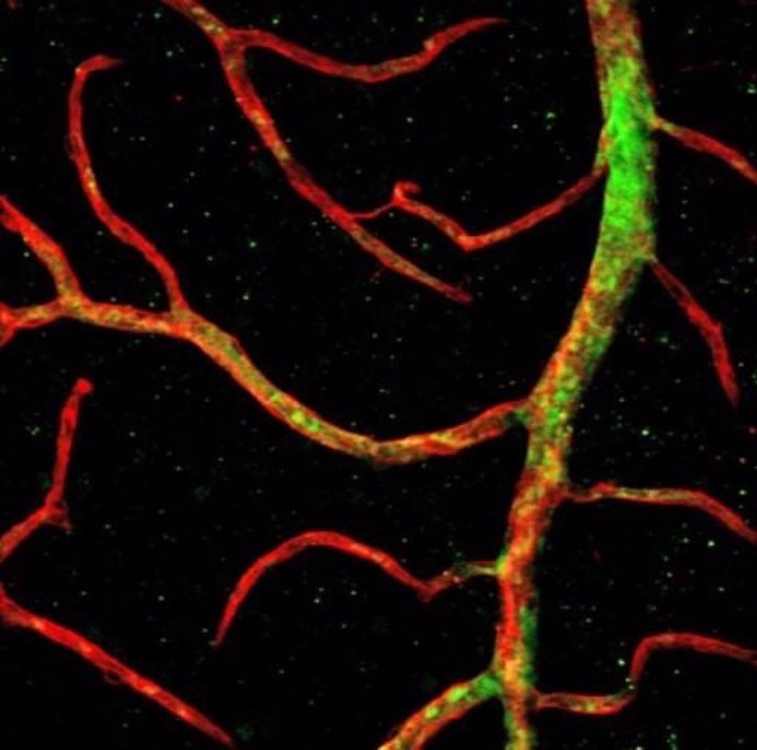 Las células progenitoras vasculares humanas (verde), hechas de células madre 'ingenuas' cultivadas en el laboratorio de Zambidis, se injertan en vasos sanguíneos (rojo) en una retina de ratón.