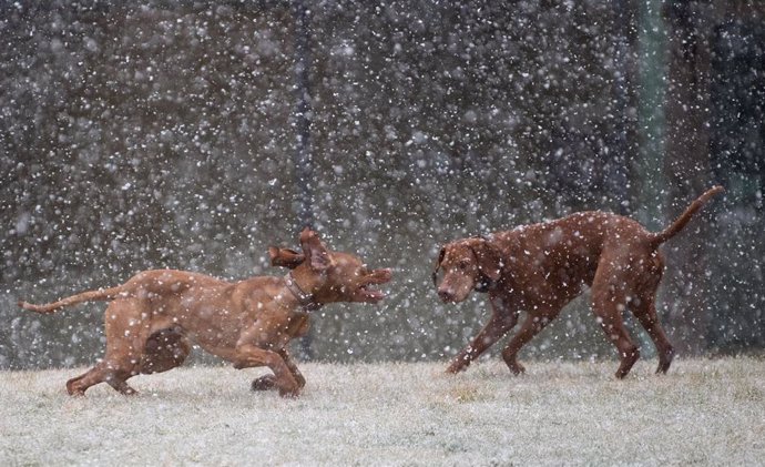 27 February 2020, Stuttgart: Two dogs run in the snow in the courtyard of the fair. Photo: Marijan Murat/dpa