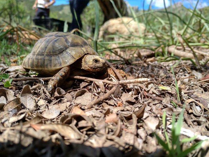 Ejemplar de tortuga mora 