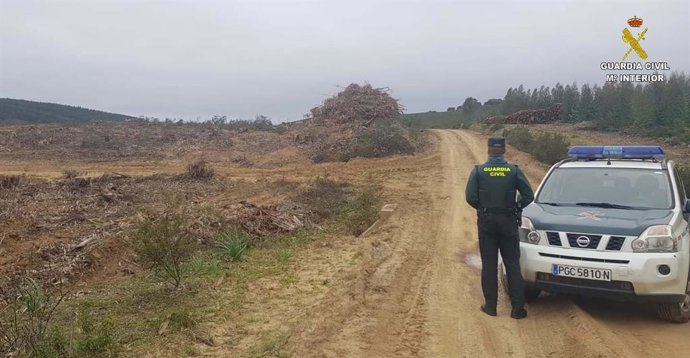Imagen de un agente en el monte público en el que era robada la madera en el término municipal de Almonaster la Real