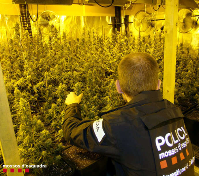 Pla mitja d'un agents dels Mossos intervenint les plantes de marihuana que han trobat en una nau industrial de l'Ametlla de Mar. Imatge del 6 de mar del 2020 (horitzontal)