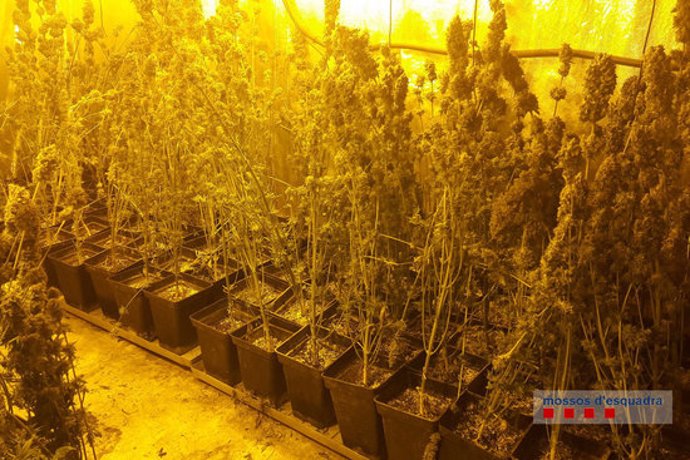 Pla general d'una plantació de marihuana en un garatge de Porqueres el 4 de mar de 2020 (Horitzontal)