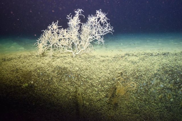 Ejemplar de 'Leiopathes glaberrima', un coral negro, descubierto en el cañón de Blanes (Girona)