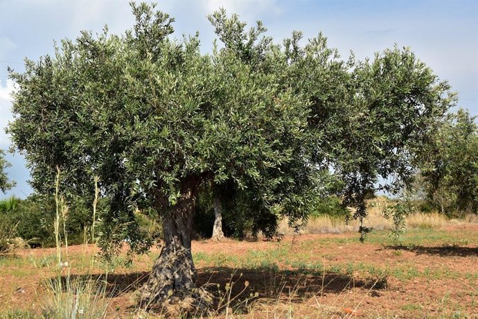 La cosecha del olivar en Andalucía, "por debajo de la esperada" y con precios en