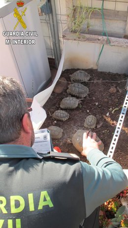 Tortugas intervenidas por la Guardia Civil