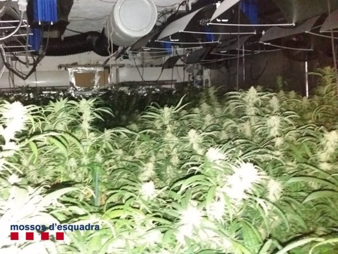 La plantació de marihuana que va trobar la policia a Piera. Imatge publicada l'11 de mar del 2020. (Horitzontal)