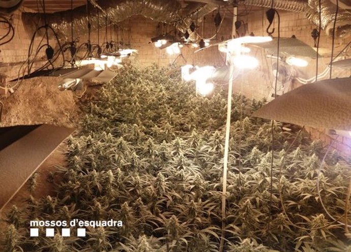 La plantació de marihuana que va trobar la policia a Cabrera d'Anoia. Imatge publicada l'11 de mar del 2020. (Horitzontal)