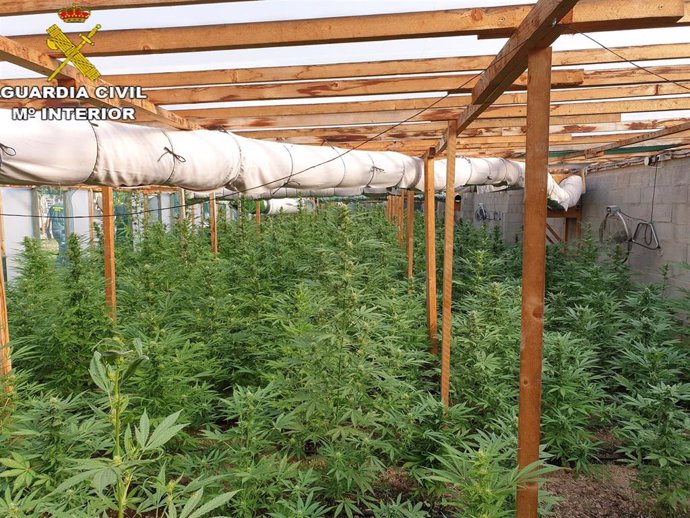 Imagen de recurso de una plantación de marihuana.