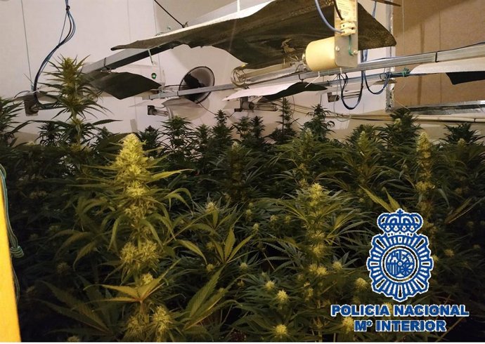 Plantas de marihuana intervenidas en viviendas de Málaga