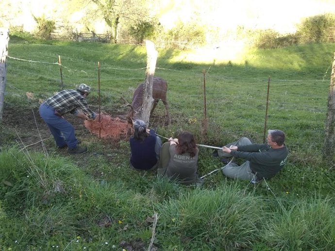 Liberación del venado