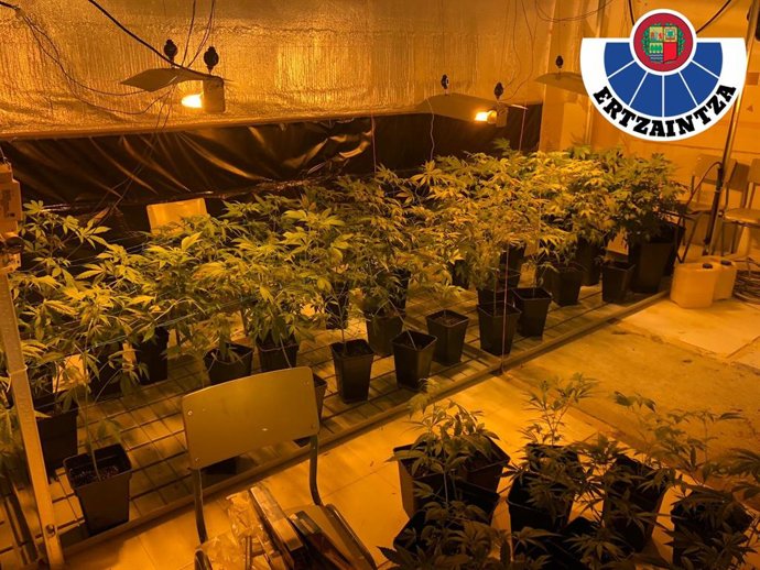 Plantación de marihuana desmantelada en Getaria (Gipuzkoa)