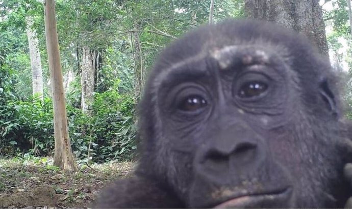 Fotografía tomada por una cámara trampa de un gorila occidental de tierras bajas en el Parque Nacional Odzala-Kokoua, República del Congo