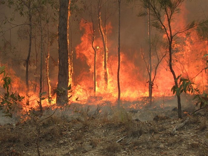Incendios como los de Australia son un 30 por ciento más probables