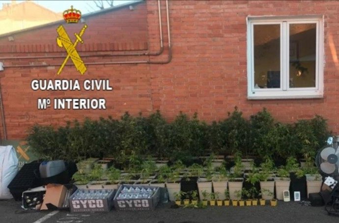Plantas de marihuana incautadas en una vivienda de Valverde de la Virgen.