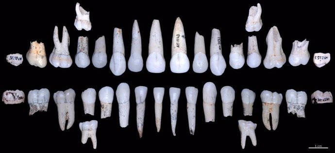 Colección de piezas dentales de homínidos de Atapuerca