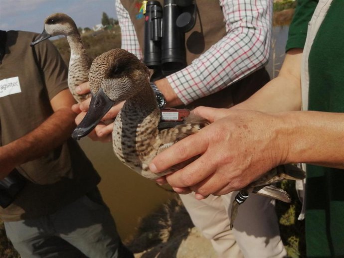 Cercetas liberadas por los técnicos de la Delegación Territorial de Agricultura, Ganadería, Pesca y Desarrollo Sostenible