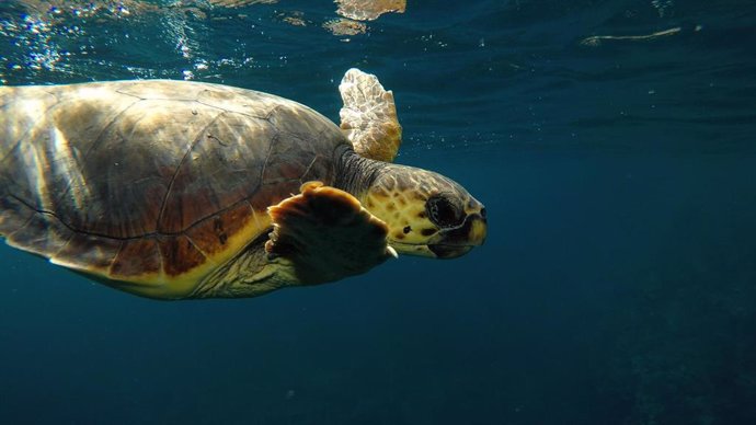 Recurso de una tortuga marina en el mar mediterráneo, Mallorca, biodiversidad, medio ambiente