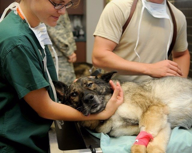 Veterinarios atendiendo a un perro.