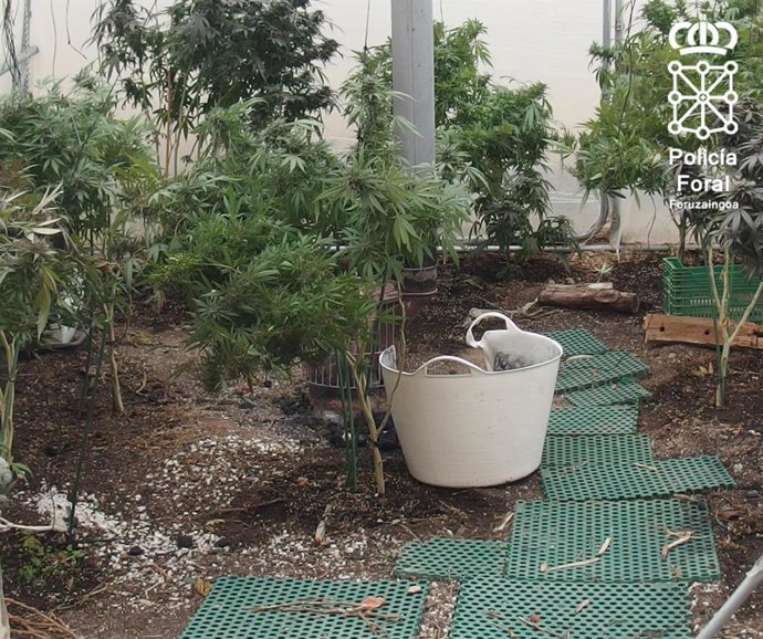Parte de la plantación de marihuana descubierta en Fustiñana