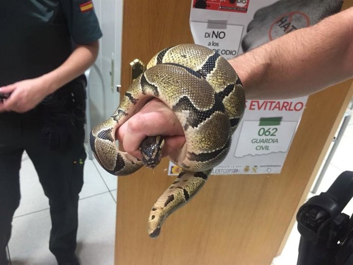Ejemplar de serpiente pitón intervenida en Ciempozuelos (Madrid)  