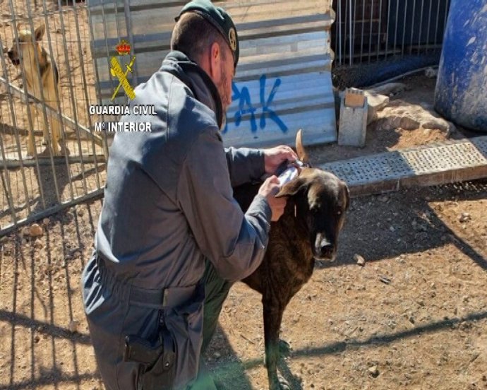 Un agent de la Gurdia Civil en la protectora del Baix Ebre (Tarragona).