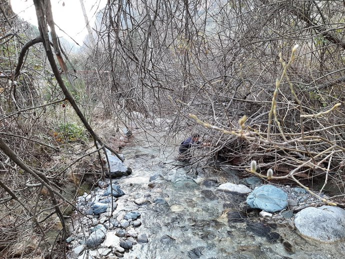 La Junta libera en ríos de la provincia 40.000 huevos fecundados de trucha común