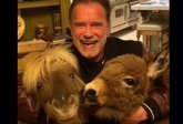 Foto: Quédate en casa, te lo pide Schwarzenegger... y su burro y su pony con este imperdible vídeo