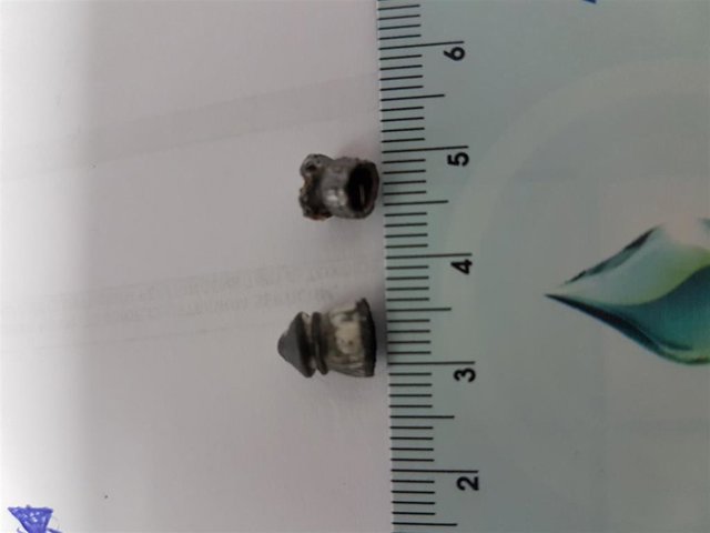 Perdigoes hallados en el cuello de la gata.