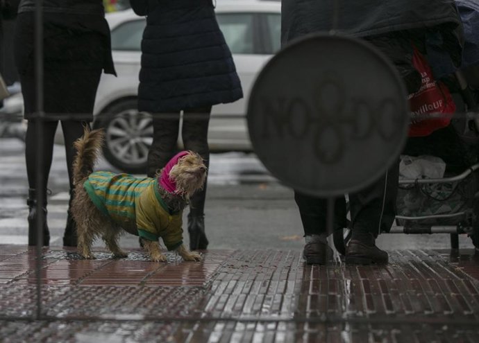 Un perro se sacude el agua durante la borrasca 'Elsa'. En Sevilla, a 19 de diciembre de 2019.
