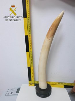 Imagen de un colmillo de elefante intervenido durante la operación