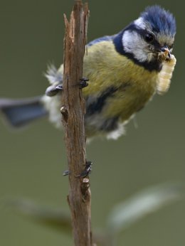 El plumaje del Herrerillo común mejora y se hace más vistoso para las hembras cuando tiene polluelos fuera de la pareja.