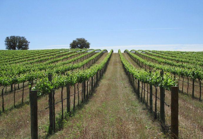 Economía.- El plazo de aceptación de la OPA de Carlyle por Bodegas Bilbaínas se extiende desde el 1 al 15 de abril