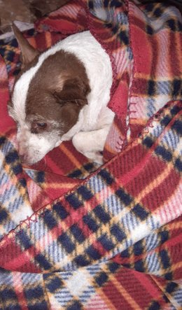 Perro abandonado en Alboraia