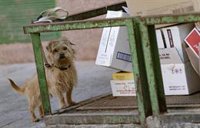 El confinamiento de los madrileños no se traduce en un aumento de abandono de animales