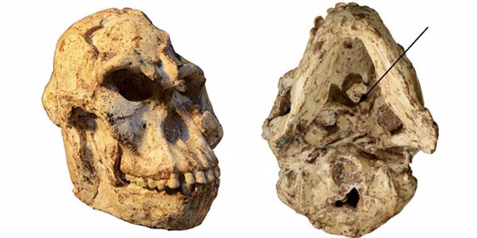 Una vértebra de Austrolopithecus revela aspectos de su vida
