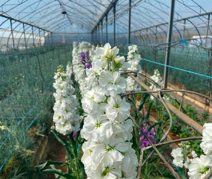 Coronavirus.- UPA advierte de la situación de "ruina total" de los productores d