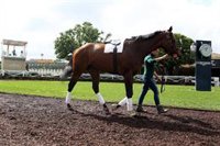 El Derby de Kentucky se pospone hasta el mes de septiembre por el coronavirus