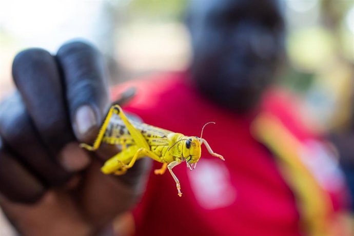 Las langostas llegan a Uganda