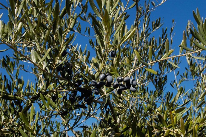 Olivos en una imagen de archivo                        