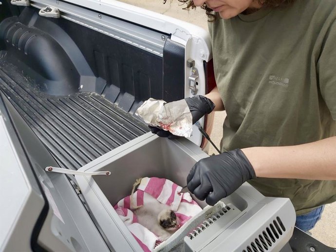 Coronavirus.- Técnicos andaluces y catalanes salvan "a contrarreloj" a Ryan, una