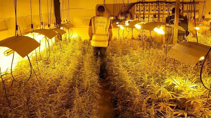 Imagen de la incautación de plantas de marihuana