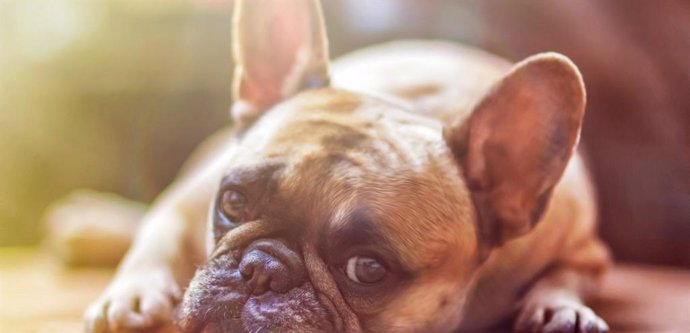 La Real Sociedad Canina Española advierte del aumento de abandono de perros por temor al COVID-19 y pide más vigilancia y sanciones más duras.