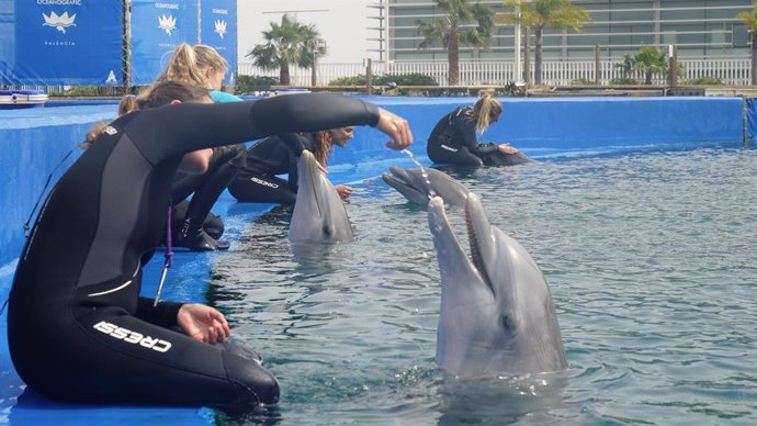 Cuidado de delfines durante la cuarentena
