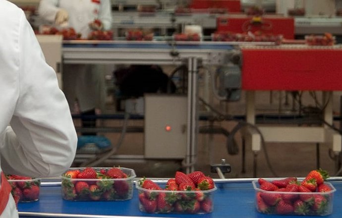Imagen de una trabajadora en una cooperativa fresera de Huelva